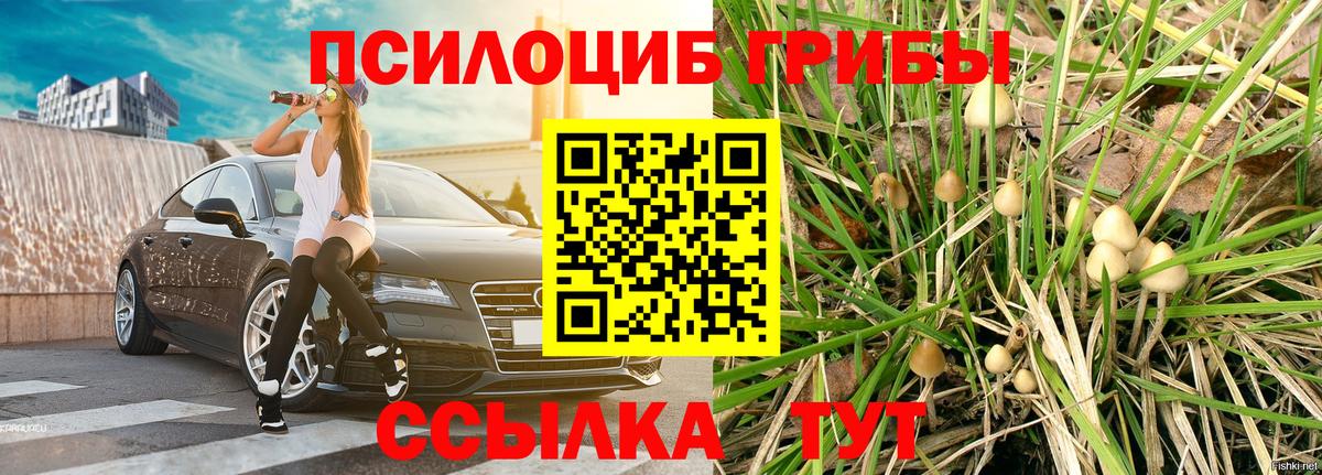 Галлюциногенные грибы Psilocybe Нефтеюганск